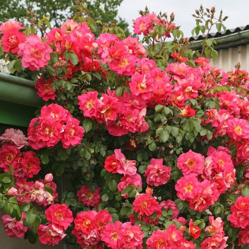 Różowy  - Róże pienne - z kwiatami bukietowymi - korona zwisająca